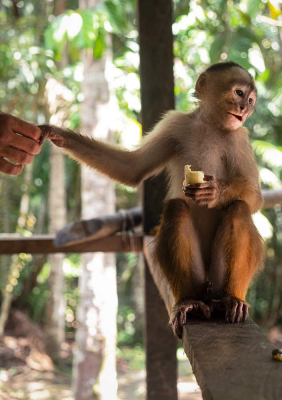 Capuchin Monkey - Mocagua, Amazonas, Colombia