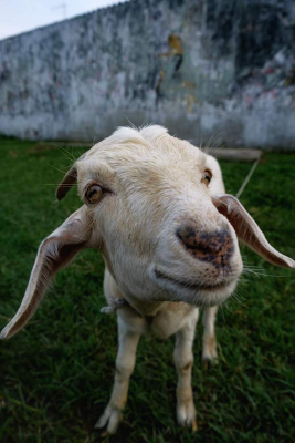Goat - Libano, Colombia